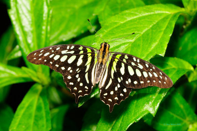 Tailed Jay at Butterfly Wonderland