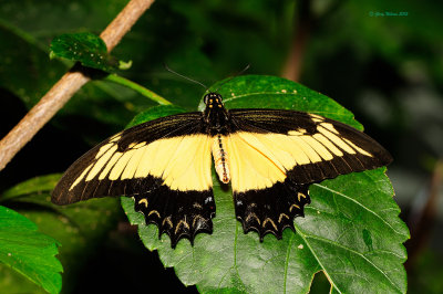 Queen Swallowtail at Butterfly Wonderland