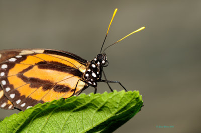 Isabella Tiger at Butterfly Wonderland