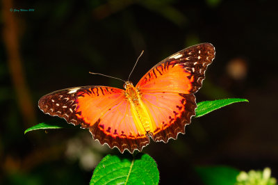 Red Lacewing at Butterfly Wonderland