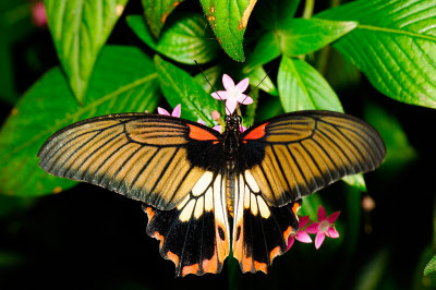 Great Yellow Mormon  at Butterfly Wonderland