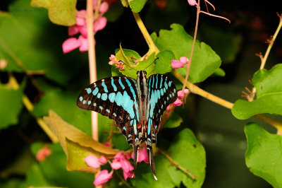 Large Stripped Swordtail at Butterfly Wonderland