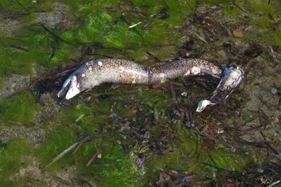 Dead Conger Eel