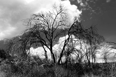 IMG_2871-01BW.jpg