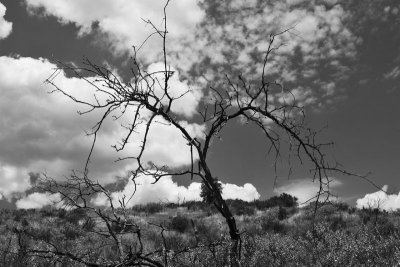 IMG_2875-01BW.jpg