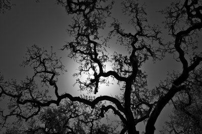 IMG_5277BW.jpg
