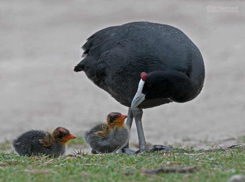 Knobbelmeerkoet - Red-knobbed Coot - Fulica cristata