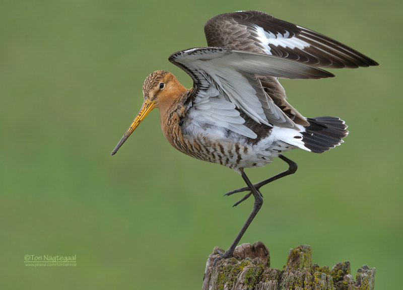 Grutto - Blacktailed Godwit - Limosa limosa