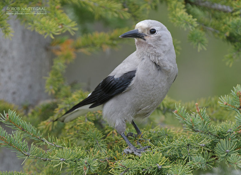 Grijze Notenkraker - Clarks Nutcracker - Nucifraga columbiana