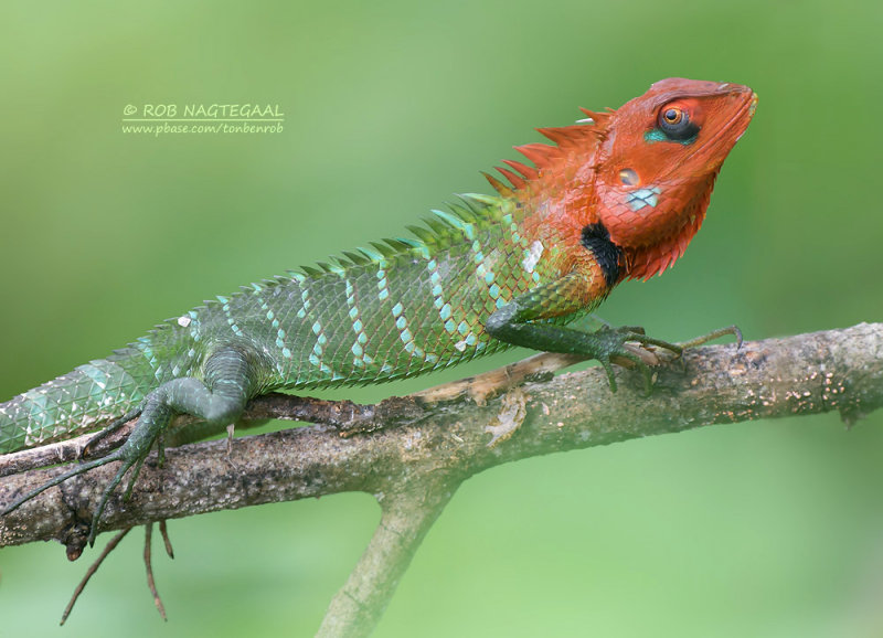Groene Bos Hagedis - Common Green Forest Lizard - Calotes calotes