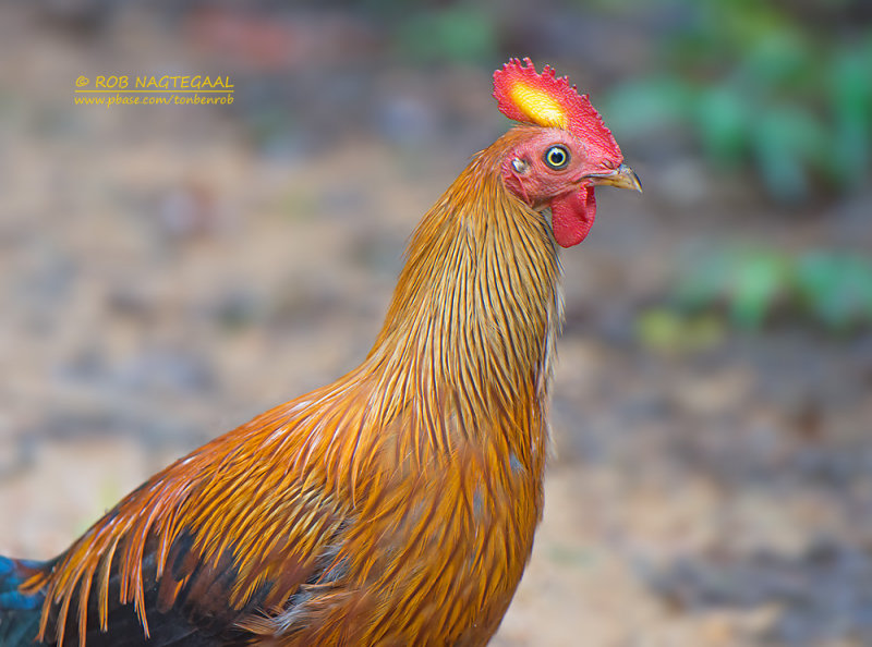 Ceylonhoen - Sri Lanka Junglefowl - Gallus lafayetii