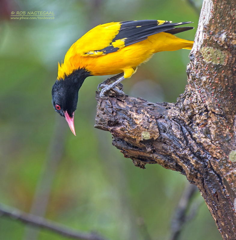 Zwartkop wielewaal - Black-hooded Oriole - Oriolus xanthornus