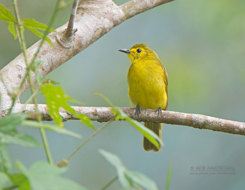 Goudbrauwbuulbuul - Yellow-browed Bulbul - Iole indica