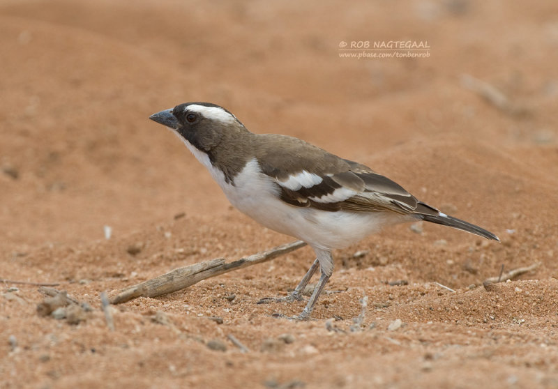 Mahali-wever - White-browed Sparrow Weaver - Plocepasser mahali
