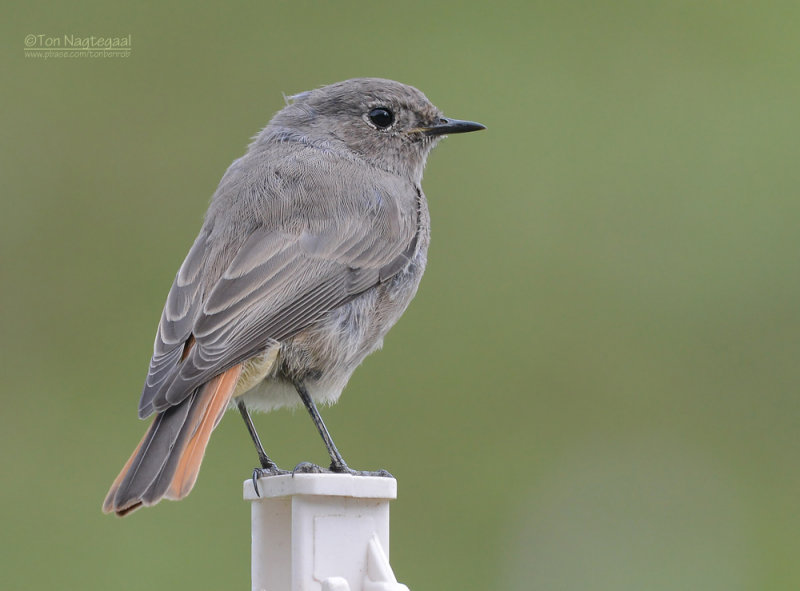 Zwarte Roodstaart - Black Redstart - Phoenicurus ochruros