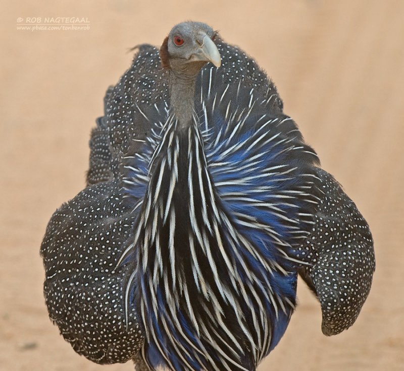 Gierparelhoen - Vulturine Guineafowl - Acryllium vulturinum