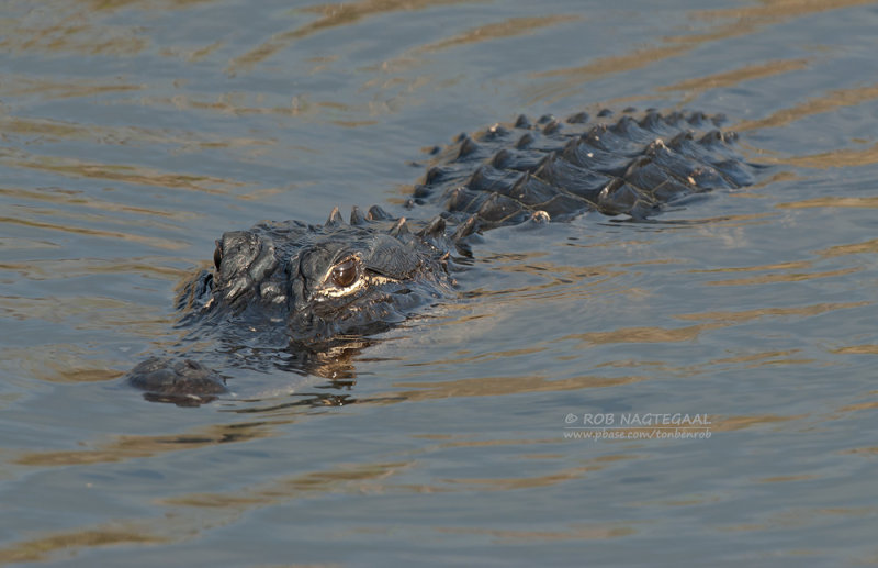 Amerikaanse alligator - American Alligator - Alligator mississippiensis