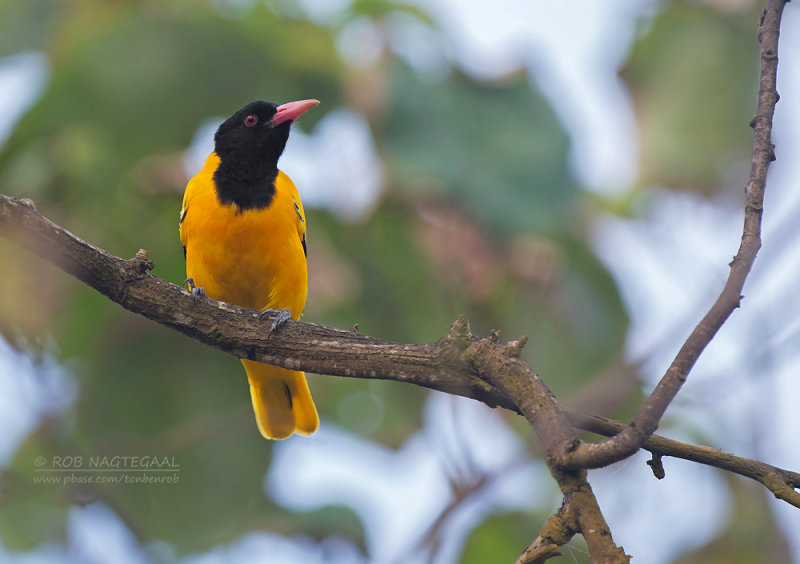 Zwartkop wielewaal - Black-hooded Oriole - Oriolus xanthornus