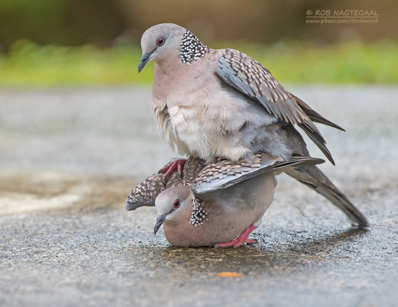 Parelhalstortel - Spotted Dove - Streptopelia orientalis