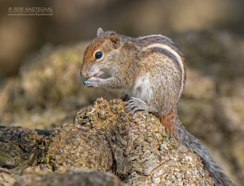 Indiase Palm Eekhoorn - Indian Palm Squirrel - Funambulus palmarum