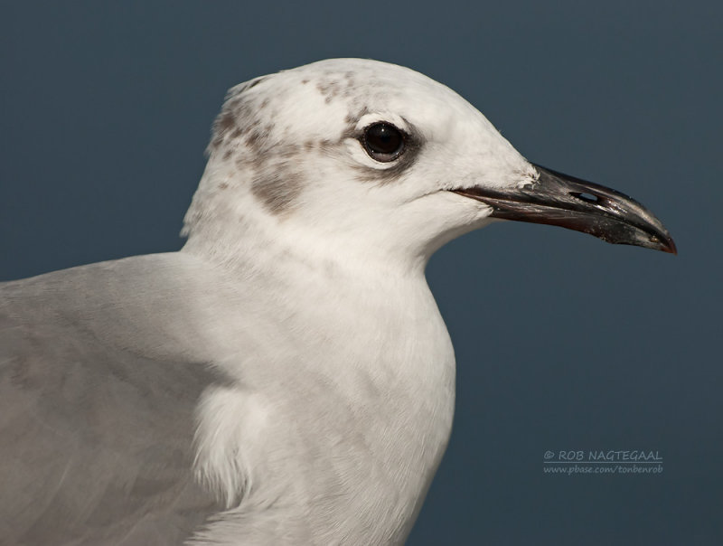 Lachmeeuw - Laughing Gull - Larus atricilla
