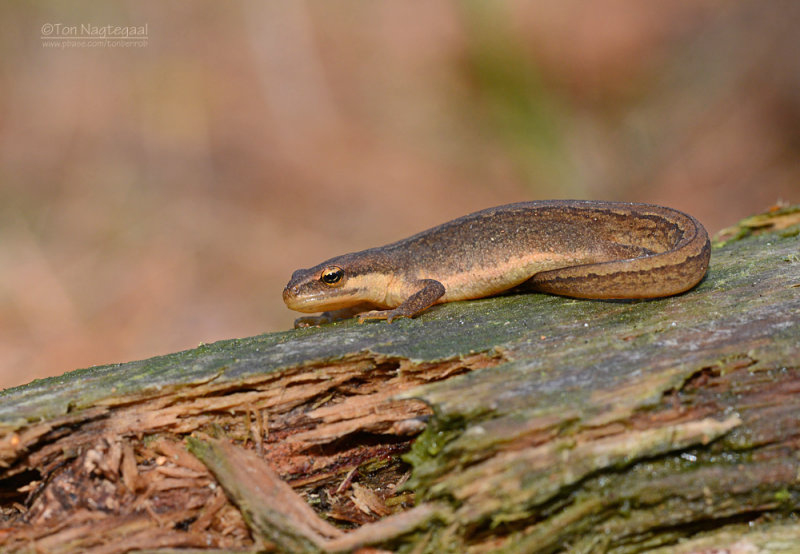 Kleine watersalamander - Smooth Newt - Lissotriton vulgaris