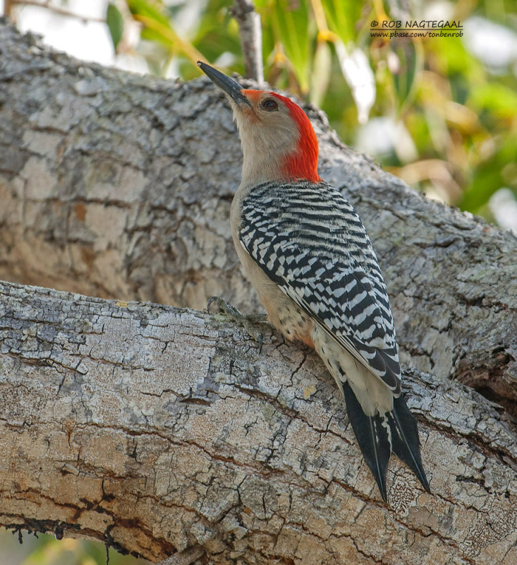 Roodbuikspecht - Red-bellied Woodpecker - Melanerpes carolinus