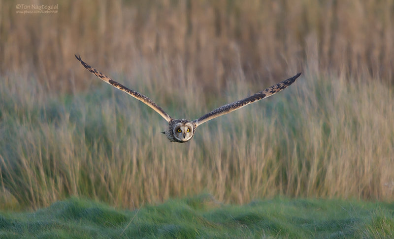 Velduil - Short-eared Owl - Asio flammeus