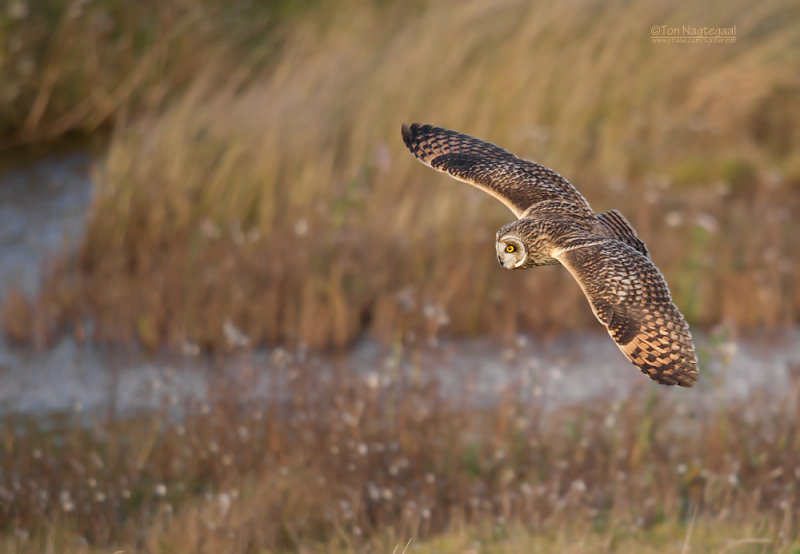 Velduil - Short-eared Owl - Asio flammeus
