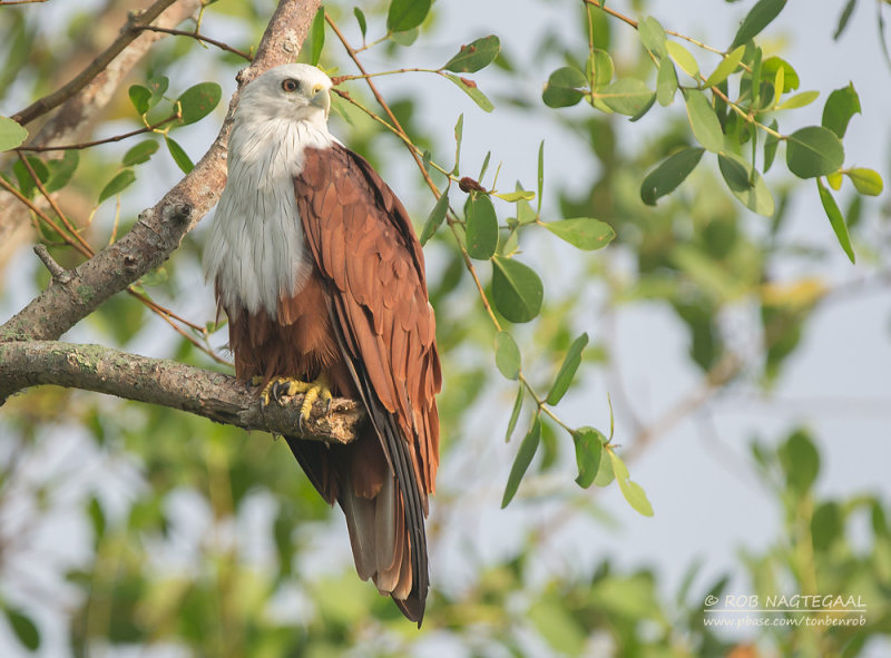 Brahmaanse wouw - Brahminy Kite - Haliastur indus