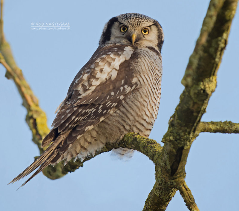 Sperweruil - Northern hawk owl - Surnia ulula