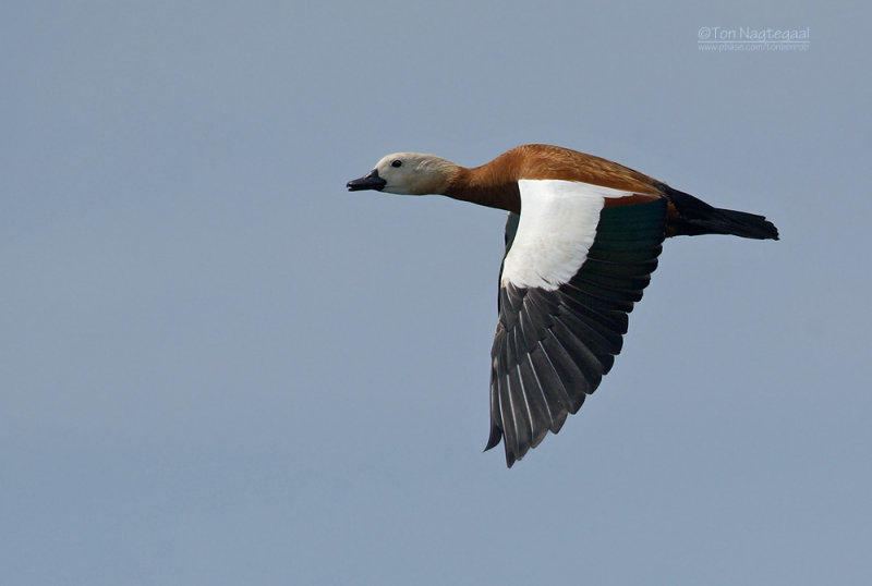 Casarca - Ruddy shelduck - Tadorna ferruginea