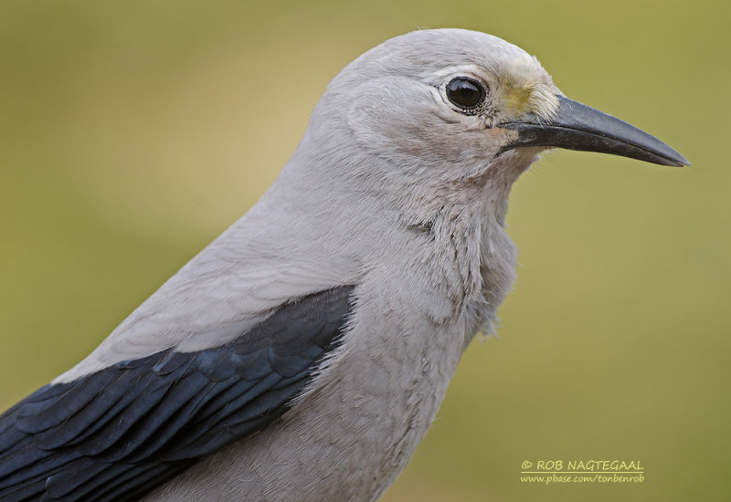 Grijze Notenkraker - Clarks Nutcracker - Nucifraga columbiana