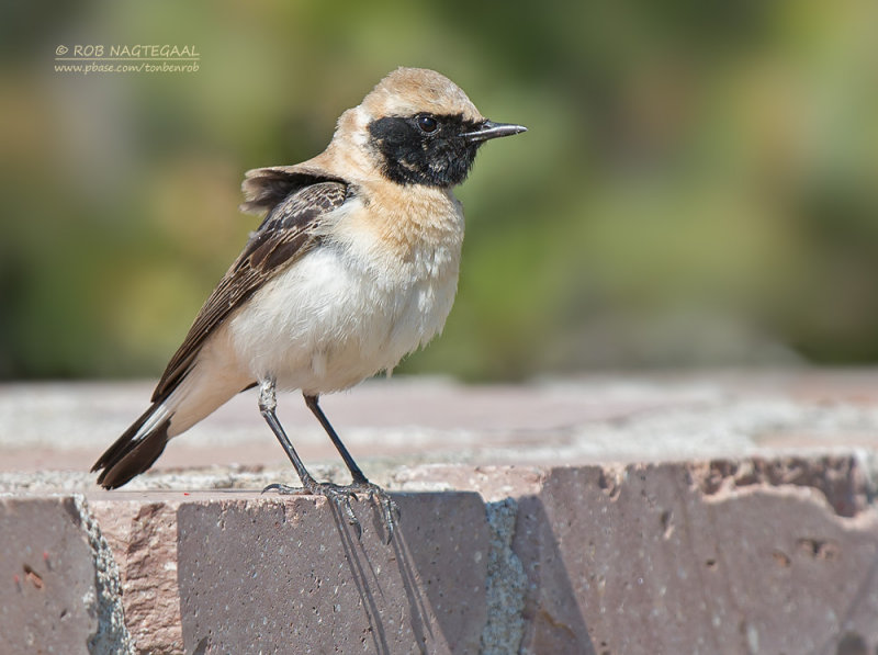 Oostelijke Blonde Tapuit - Eastern Black-eared Wheatear - Oenanthe melanoleuca