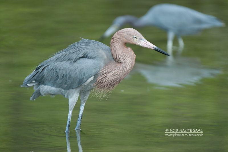 Roodhalsreiger - Reddish Egret - Egretta rufescens