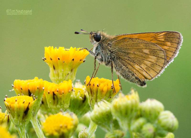 Groot dikkopje - Large Skipper - Ochlodes sylvanus