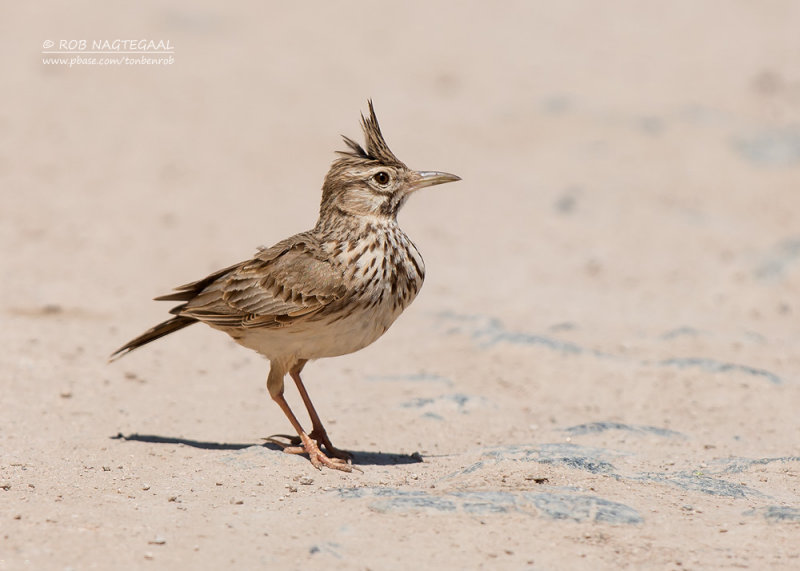 Kuifleeuwerik - Crested lark - Galerida cristata