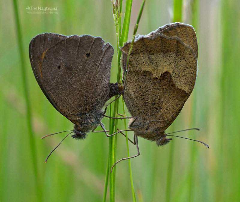 Bruin zandoogje - Meadow Brown - Maniola jurtina