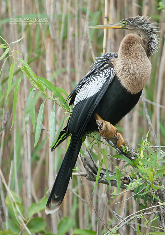 Amerikaanse Slangenhalsvogel - Anhinga - Anhinga anhinga