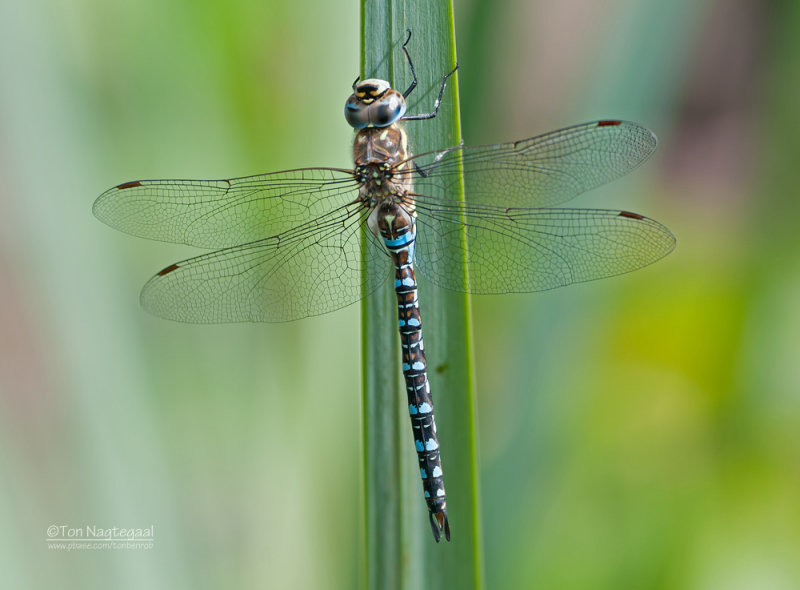 Paardenbijter - Migrant hawker - Aeshna mixta