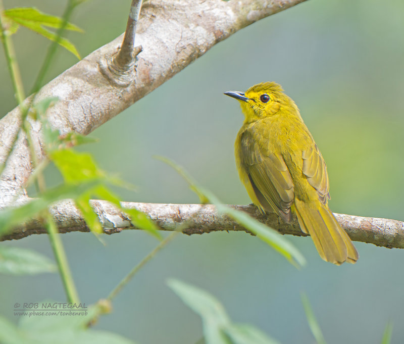 Goudbrauwbuulbuul - Yellow-browed Bulbul - Iole indica