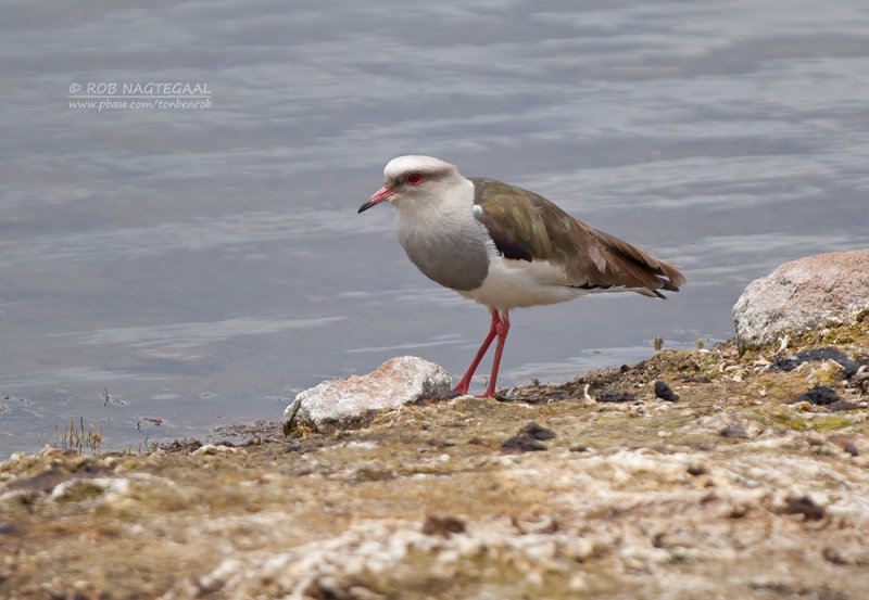 Andeskievit - Andean Lapwing - Vanellus resplendens