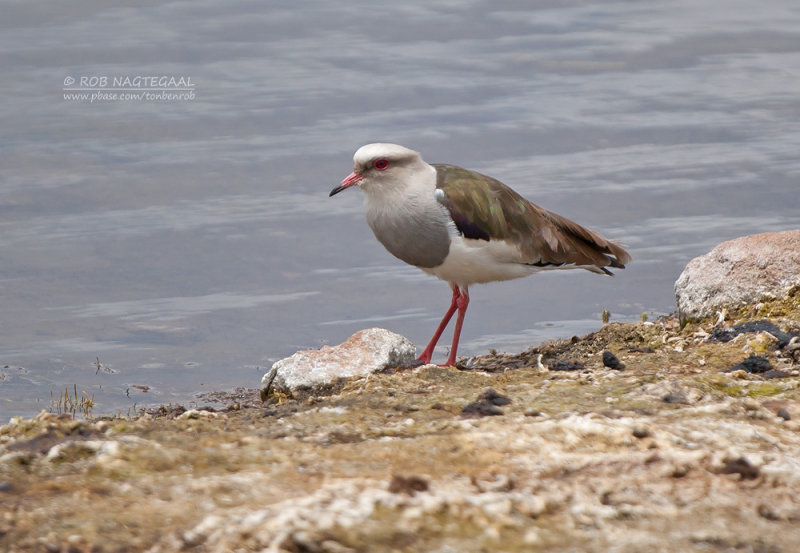 Andeskievit - Andean Lapwing - Vanellus resplendens