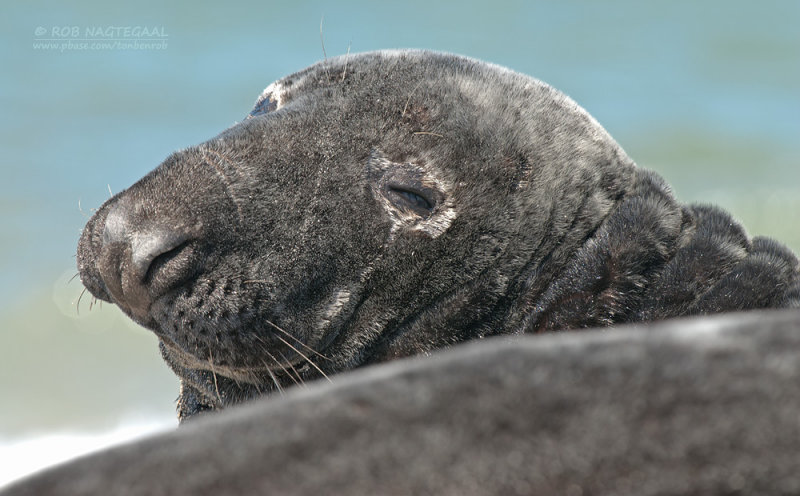 Grijze Zeehond - Grey seal - Halichoerus grypus