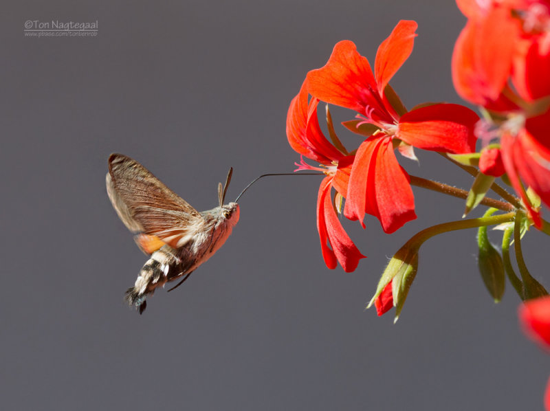 Kolibrievlinder - Hummingbird hawk-moth - Macroglossum stellatarum