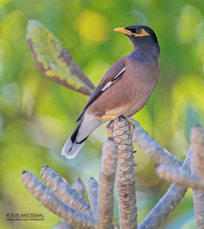 Treurmaina - Common myna - Acridotheres tristis