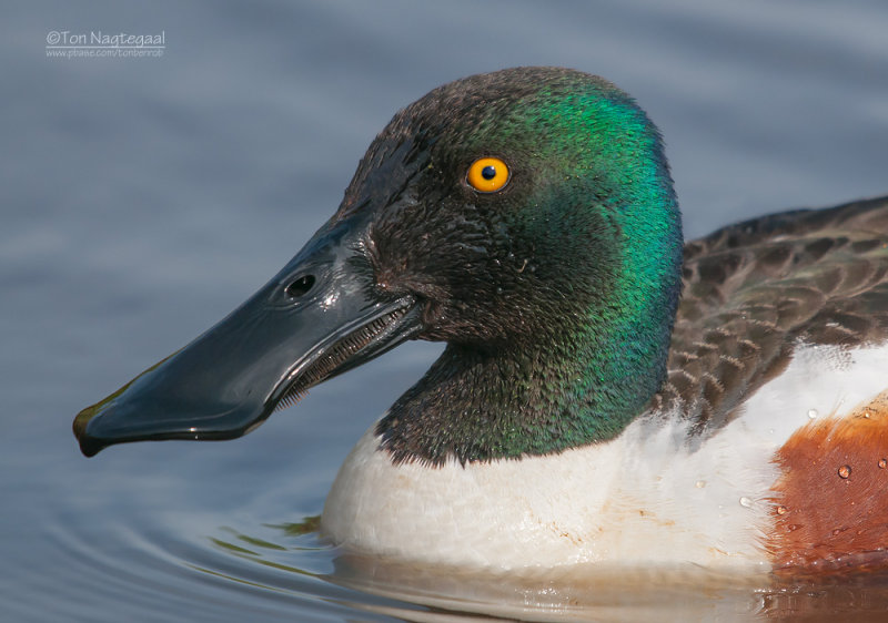 Slobeend - European shoveler - Anas clypeata