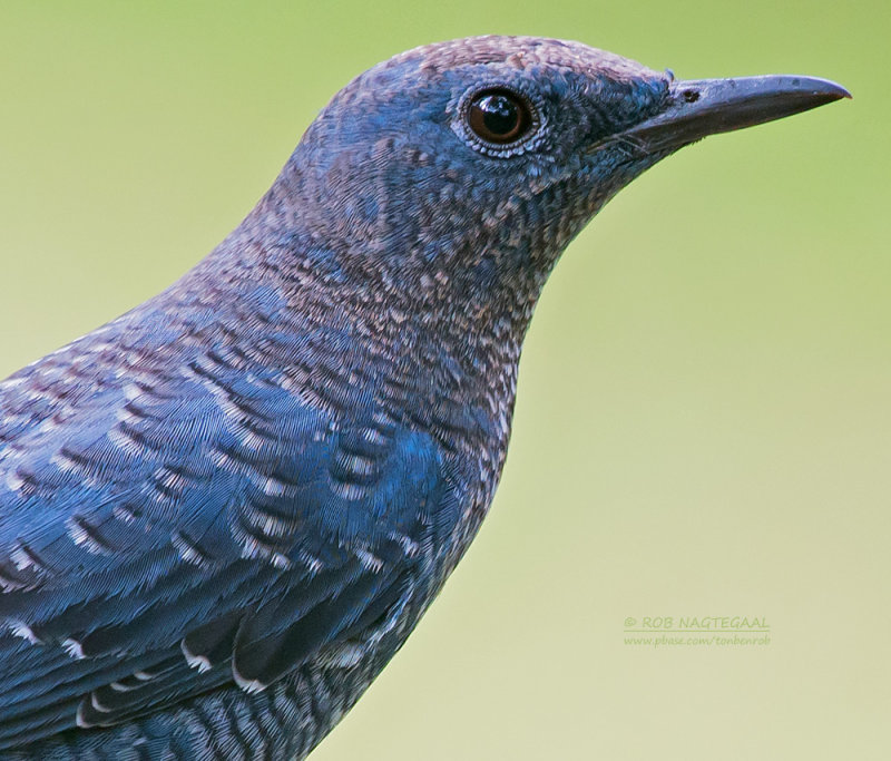 Blauwe Rotslijster - Blue Rock-Thrush - Monticola solitarius