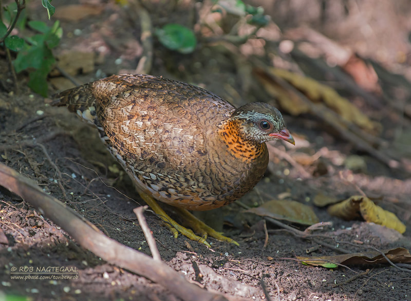 Groenpoot-bospatrijs - Scaly-breasted Partridge - Arborophila chloropus