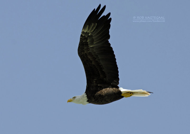 Amerikaanse zeearend - Bald eagle - Haliaeetus leucocephalus